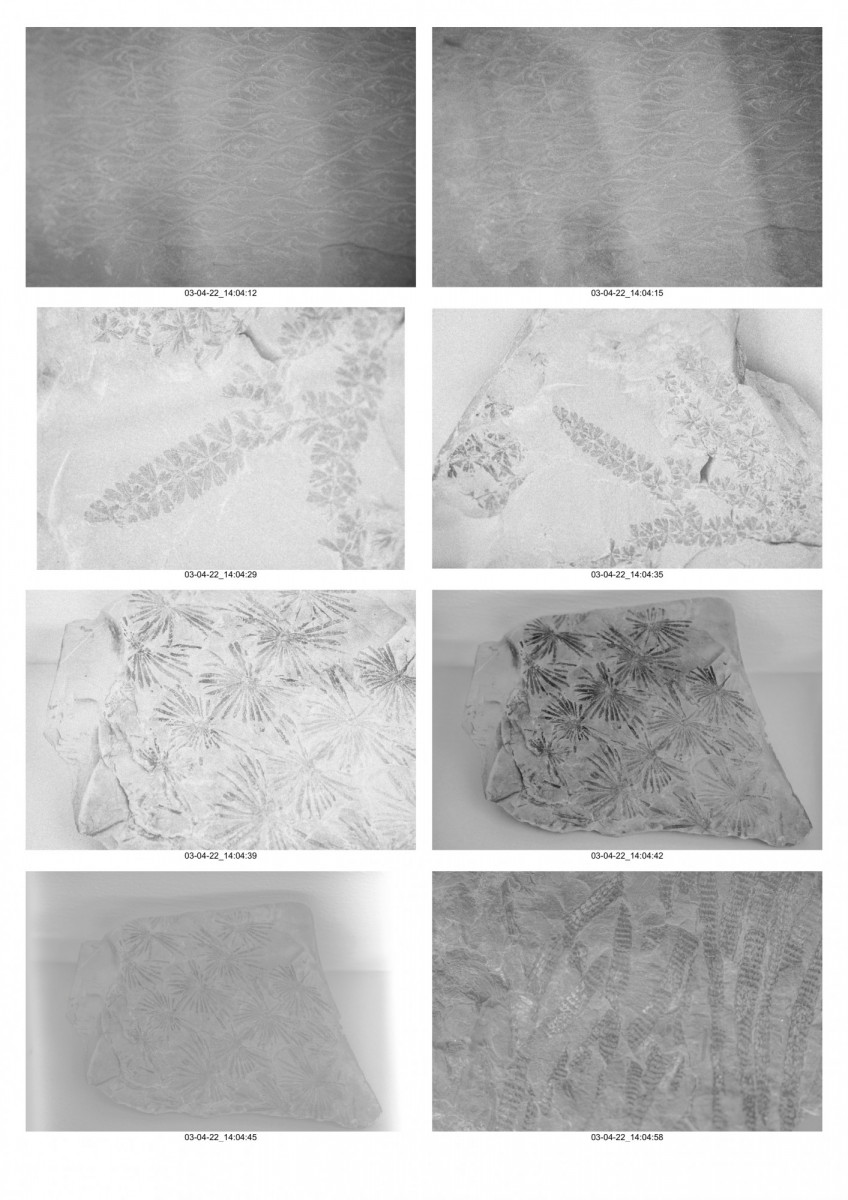 Planche_Paléobotanique-02