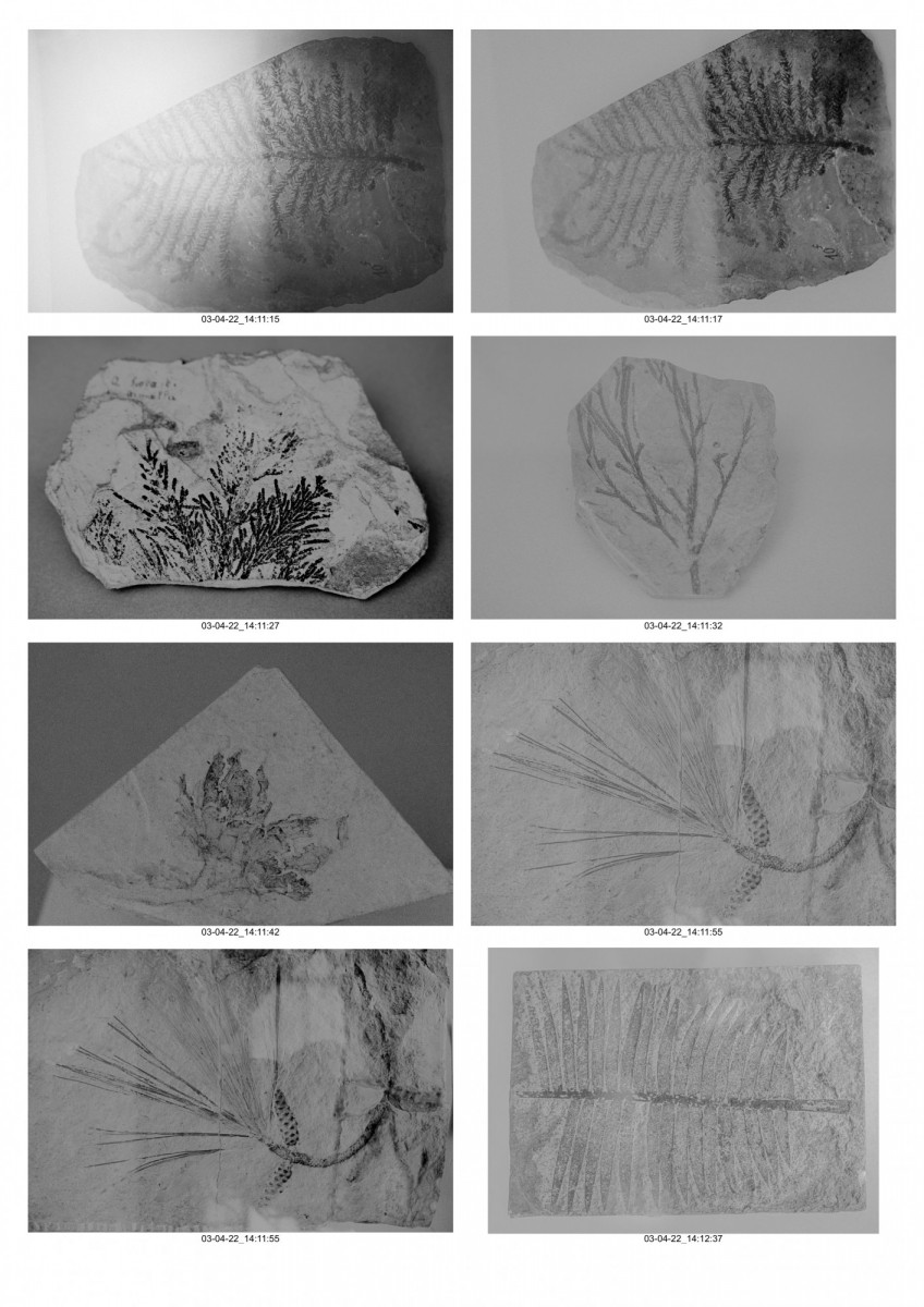 Planche_Paléobotanique-08