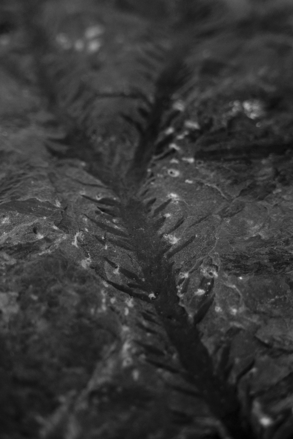 ©ElsaLaurent-2022_Paleobotanique_03042022_DSC2837