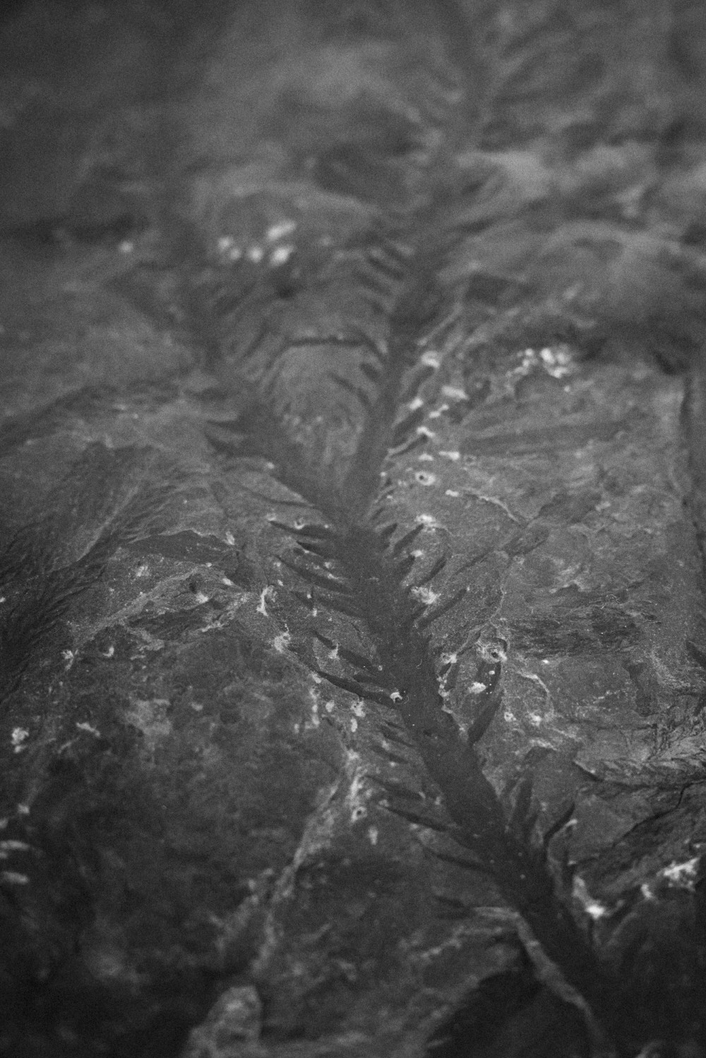 ©ElsaLaurent-2022_Paleobotanique_03042022_DSC2839