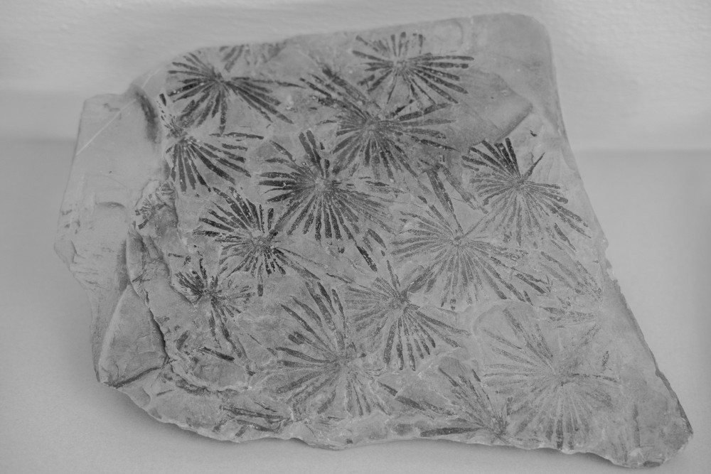 ©ElsaLaurent-2022_Paleobotanique_03042022_DSC2846