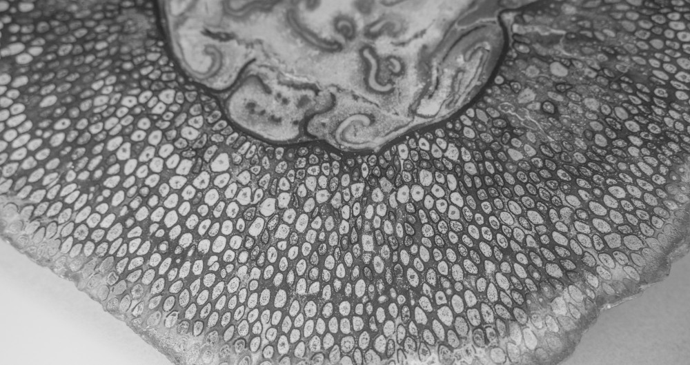 ©ElsaLaurent-2022_Paleobotanique_03042022_DSC2867