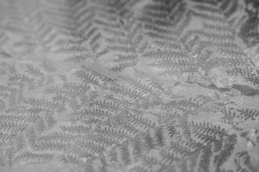 ©ElsaLaurent-2022_Paleobotanique_03042022_DSC2874