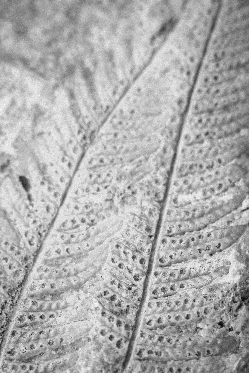 ©ElsaLaurent-2022_Paleobotanique_03042022_DSC2877