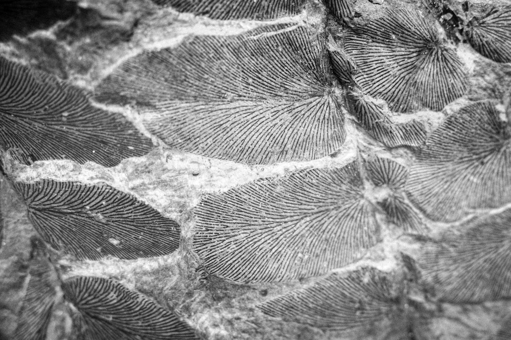 ©ElsaLaurent-2022_Paleobotanique_03042022_DSC2882