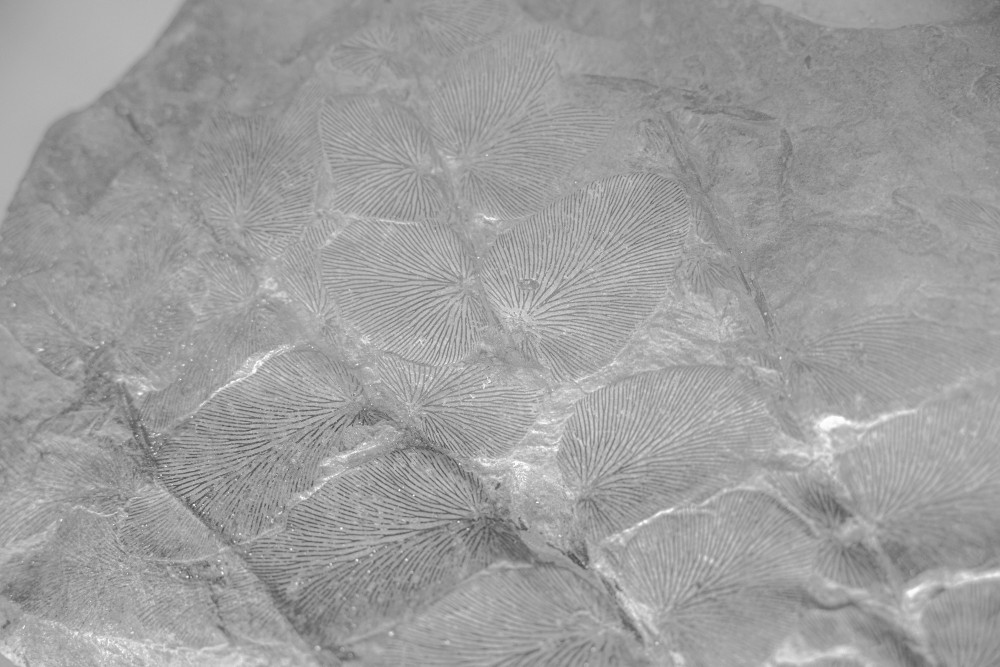 ©ElsaLaurent-2022_Paleobotanique_03042022_DSC2885
