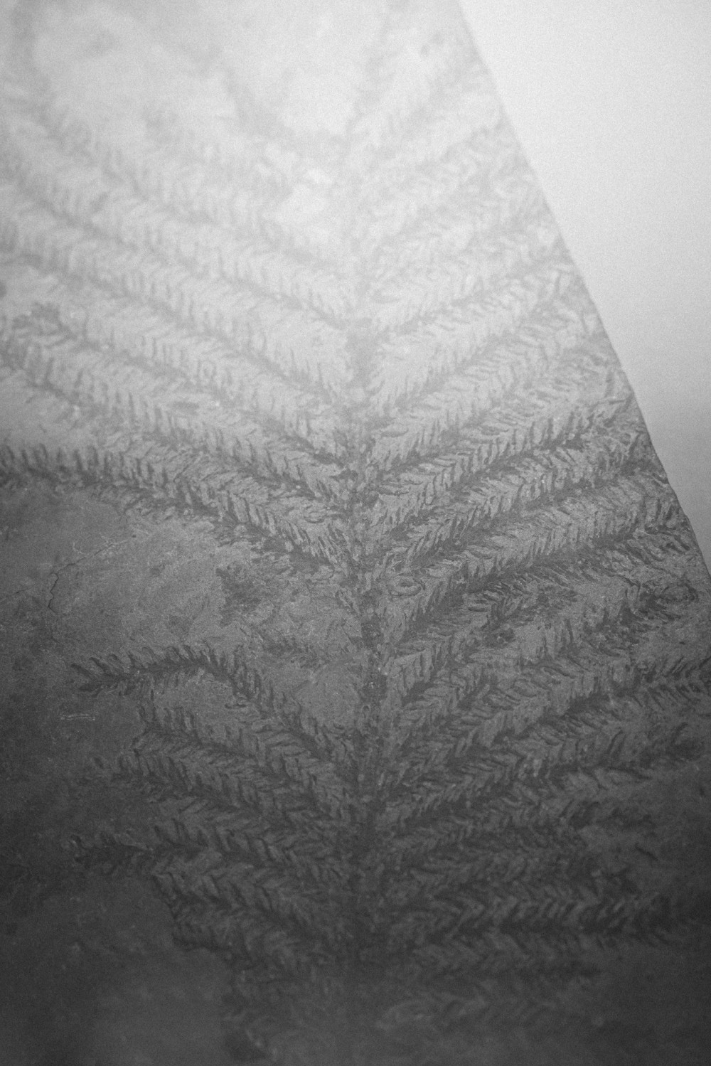 ©ElsaLaurent-2022_Paleobotanique_03042022_DSC2907