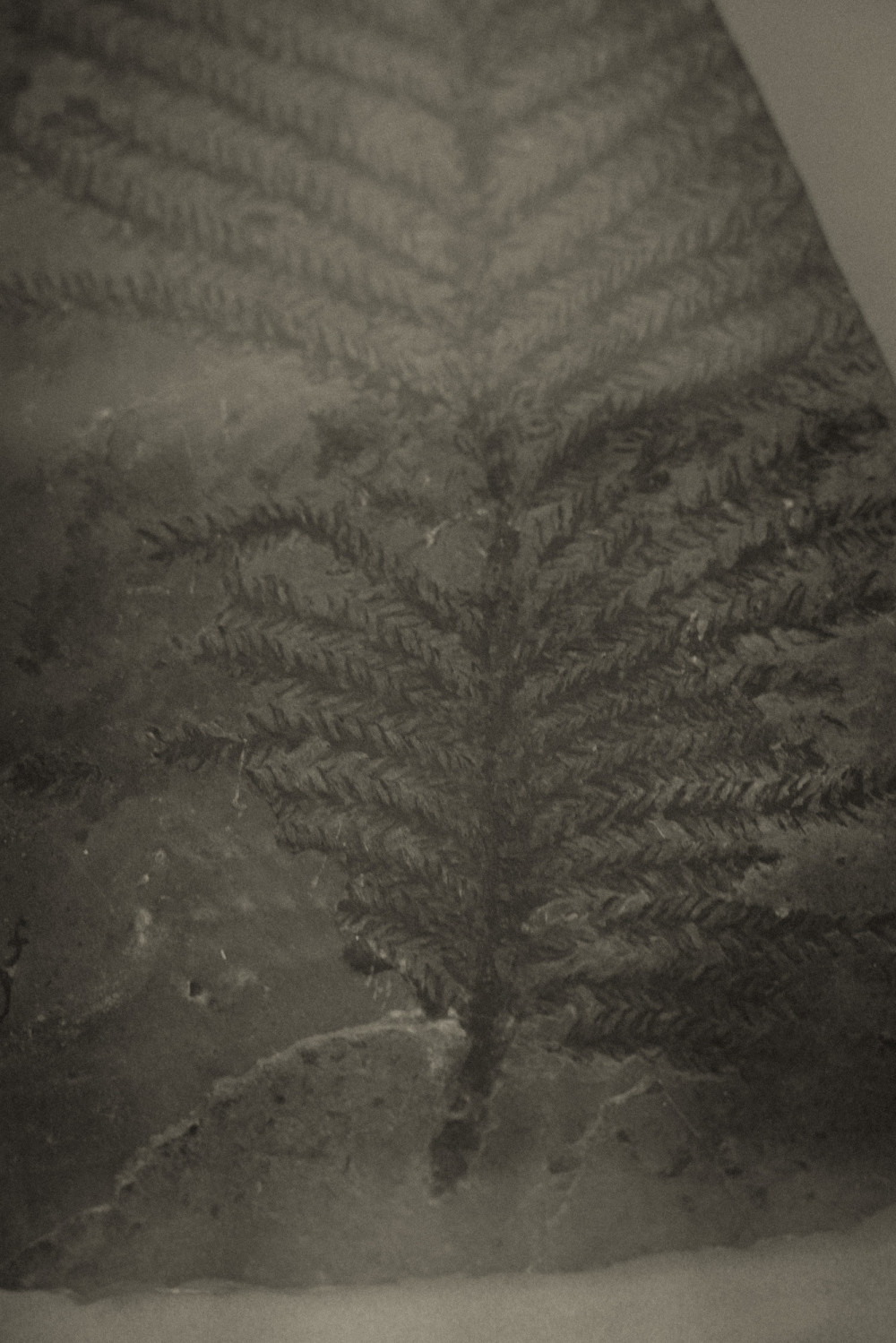 ©ElsaLaurent-2022_Paleobotanique_03042022_DSC2910