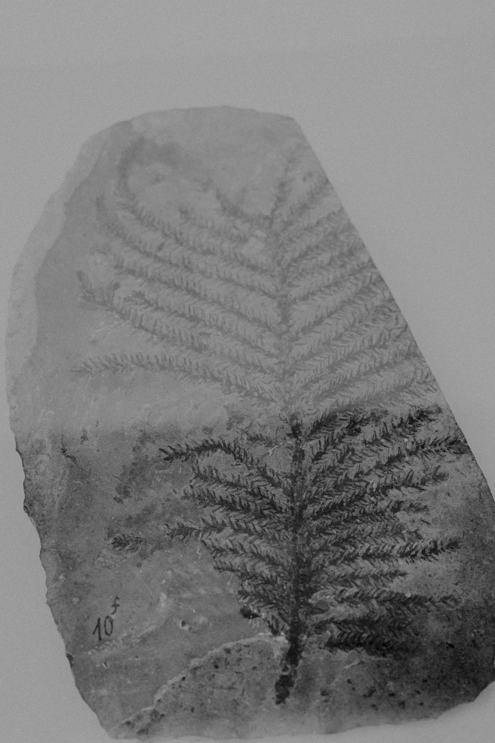 ©ElsaLaurent-2022_Paleobotanique_03042022_DSC2912