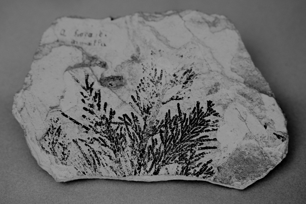 ©ElsaLaurent-2022_Paleobotanique_03042022_DSC2914