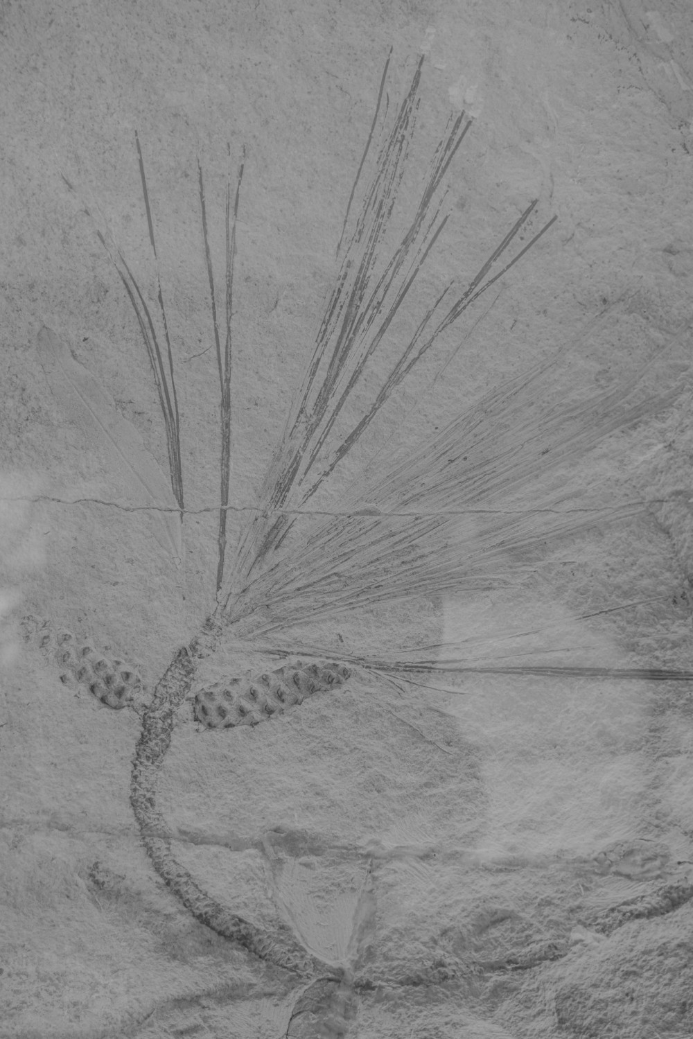 ©ElsaLaurent-2022_Paleobotanique_03042022_DSC2921