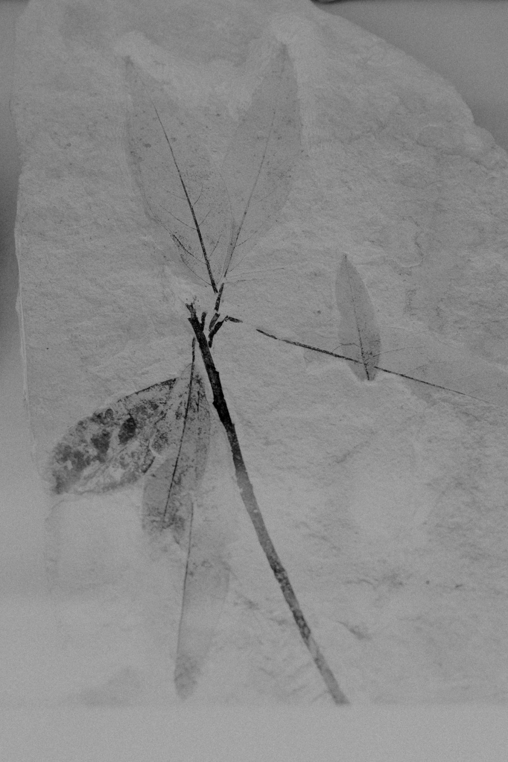 ©ElsaLaurent-2022_Paleobotanique_03042022_DSC2932
