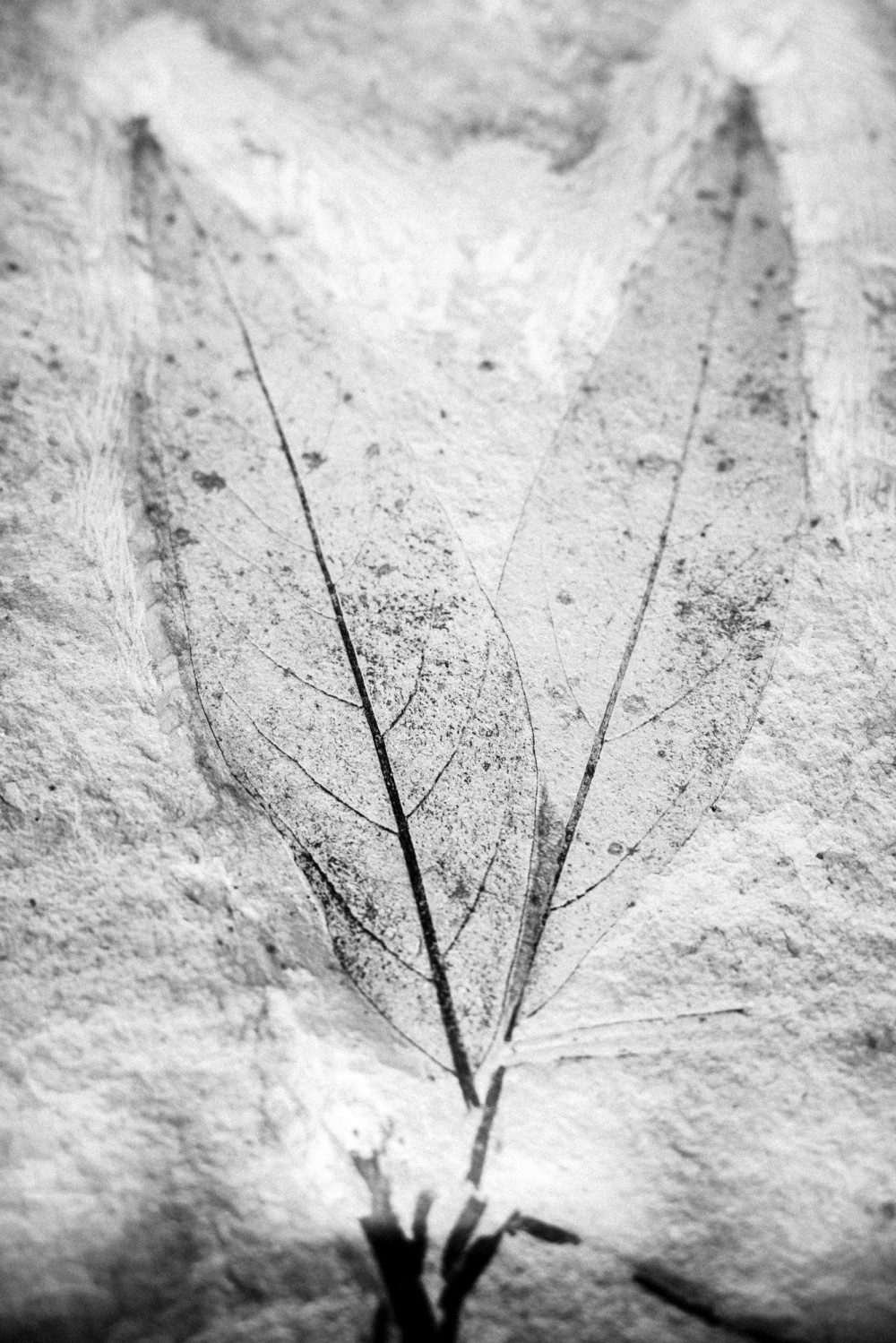 ©ElsaLaurent-2022_Paleobotanique_03042022_DSC2936