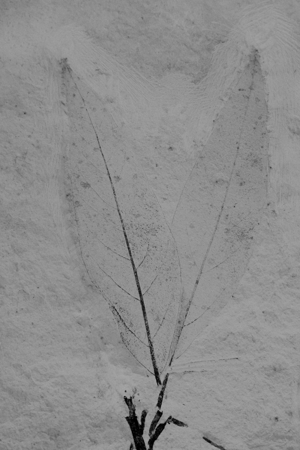 ©ElsaLaurent-2022_Paleobotanique_03042022_DSC2937