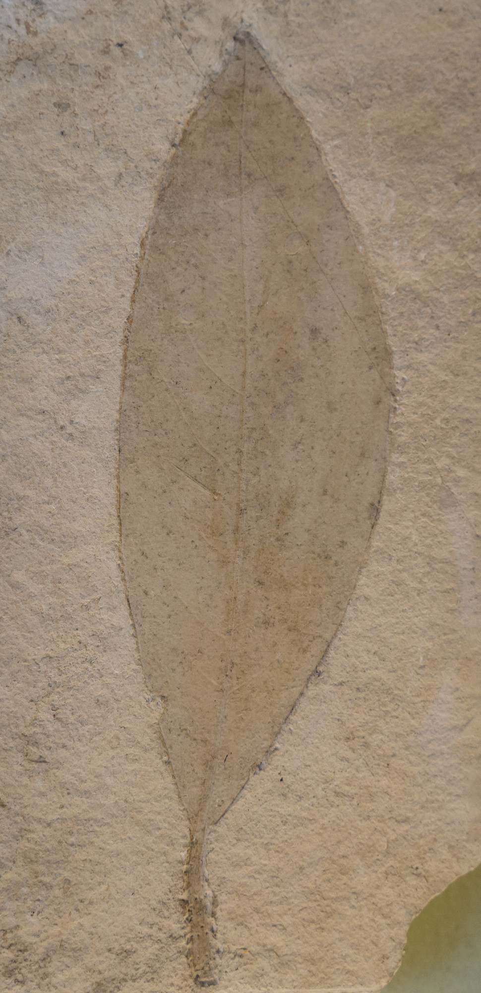©ElsaLaurent-2022_Paleobotanique_03042022_DSC2941