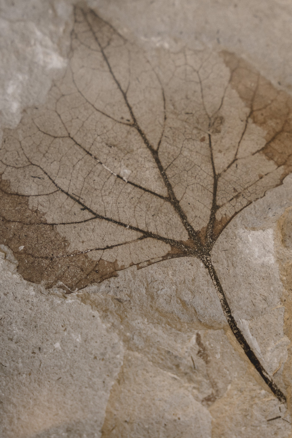 ©ElsaLaurent-2022_Paleobotanique_03042022_DSC2942