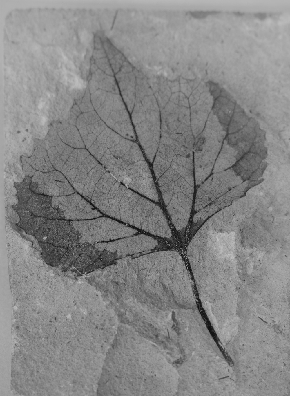©ElsaLaurent-2022_Paleobotanique_03042022_DSC2943