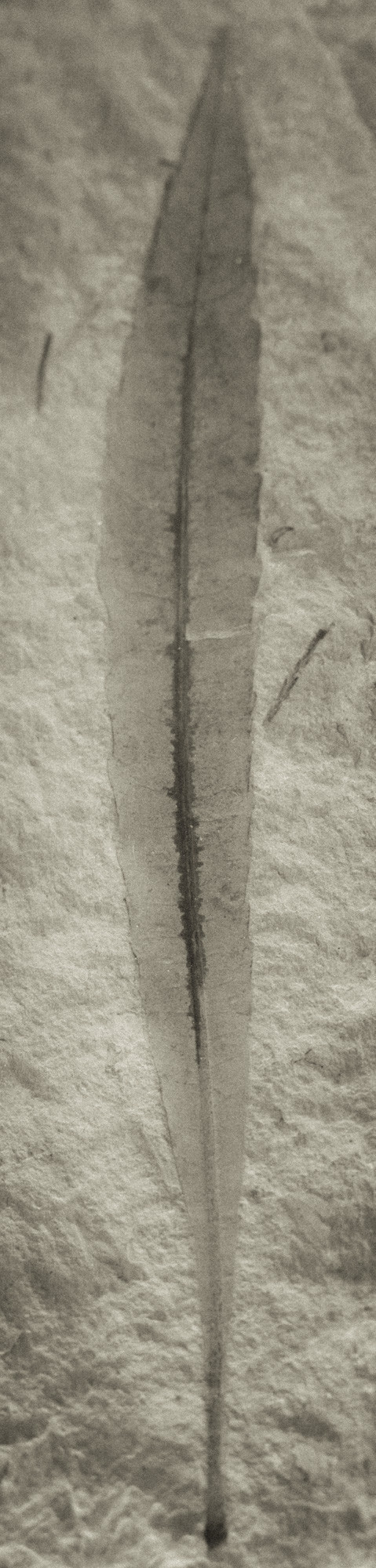 ©ElsaLaurent-2022_Paleobotanique_03042022_DSC2947