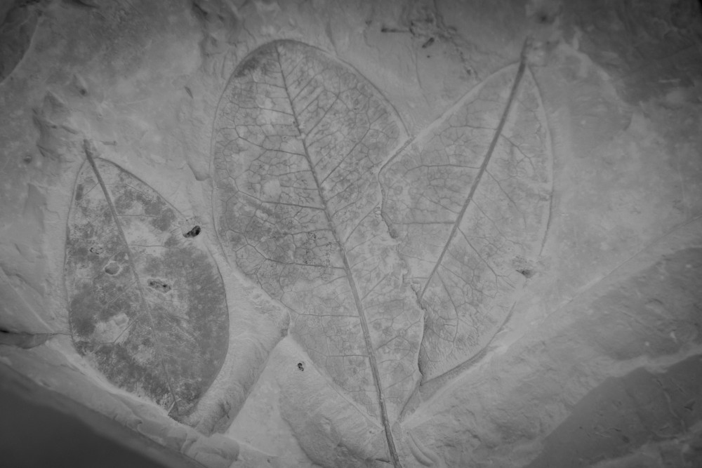 ©ElsaLaurent-2022_Paleobotanique_03042022_DSC2950
