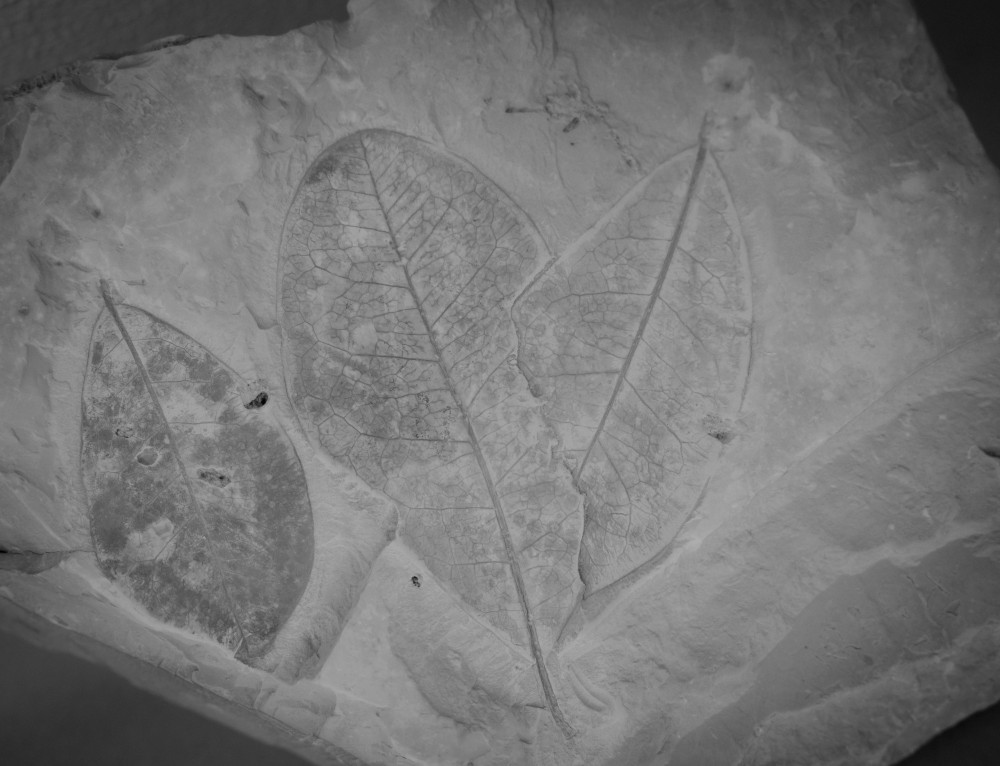 ©ElsaLaurent-2022_Paleobotanique_03042022_DSC2951
