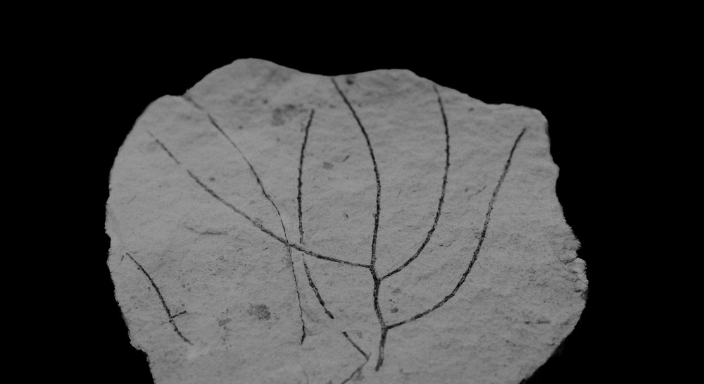 ©ElsaLaurent-2022_Paleobotanique_03042022_DSC2953