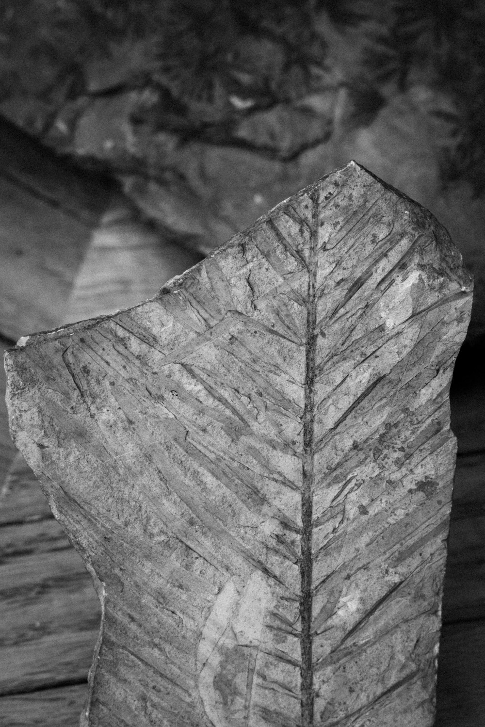 ©ElsaLaurent-2022_Paleobotanique_03042022_DSC2958