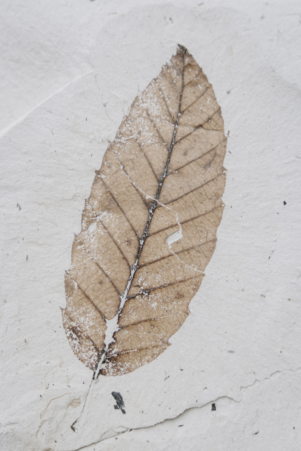 ©ElsaLaurent-2022_Paleobotanique_03042022_DSC2979