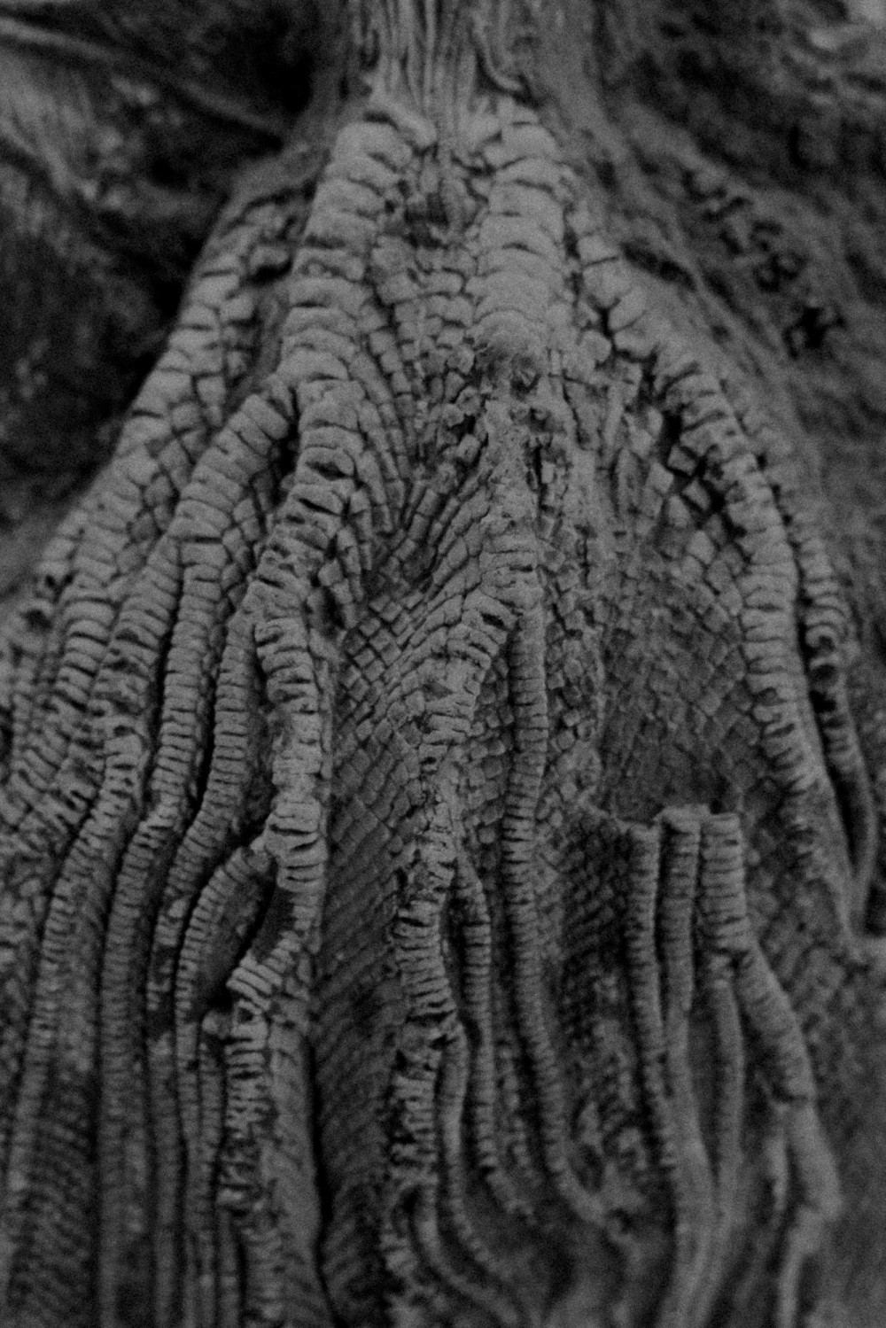 ©ElsaLaurent-2022_Paleobotanique_03042022_DSC3002