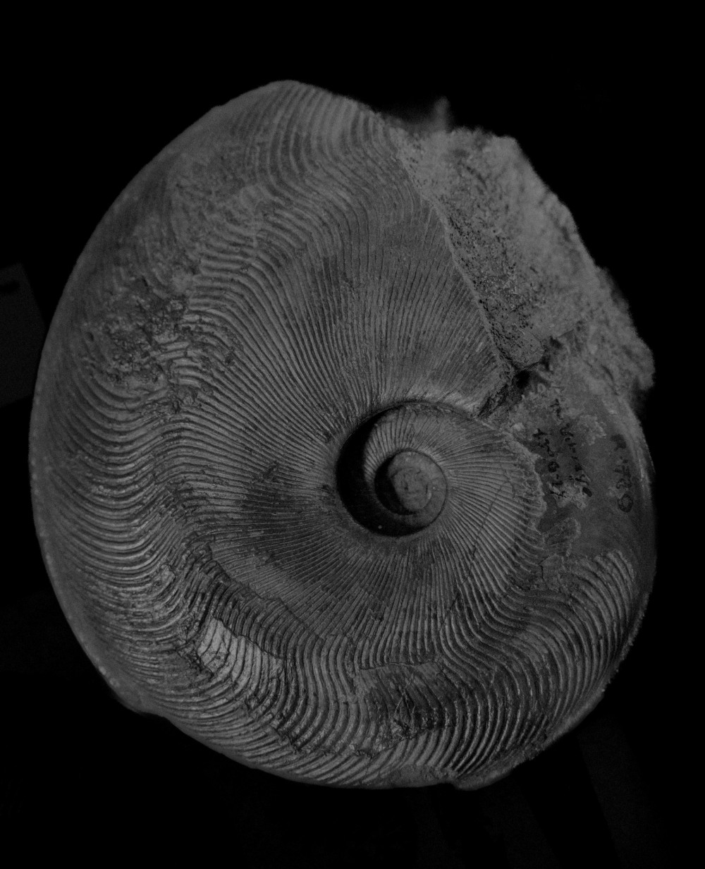 ©ElsaLaurent-2022_Paleobotanique_03042022_DSC3009