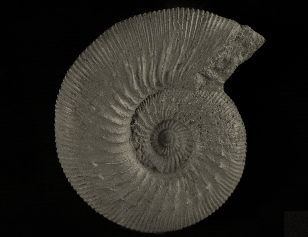 ©ElsaLaurent-2022_Paleobotanique_03042022_DSC3010