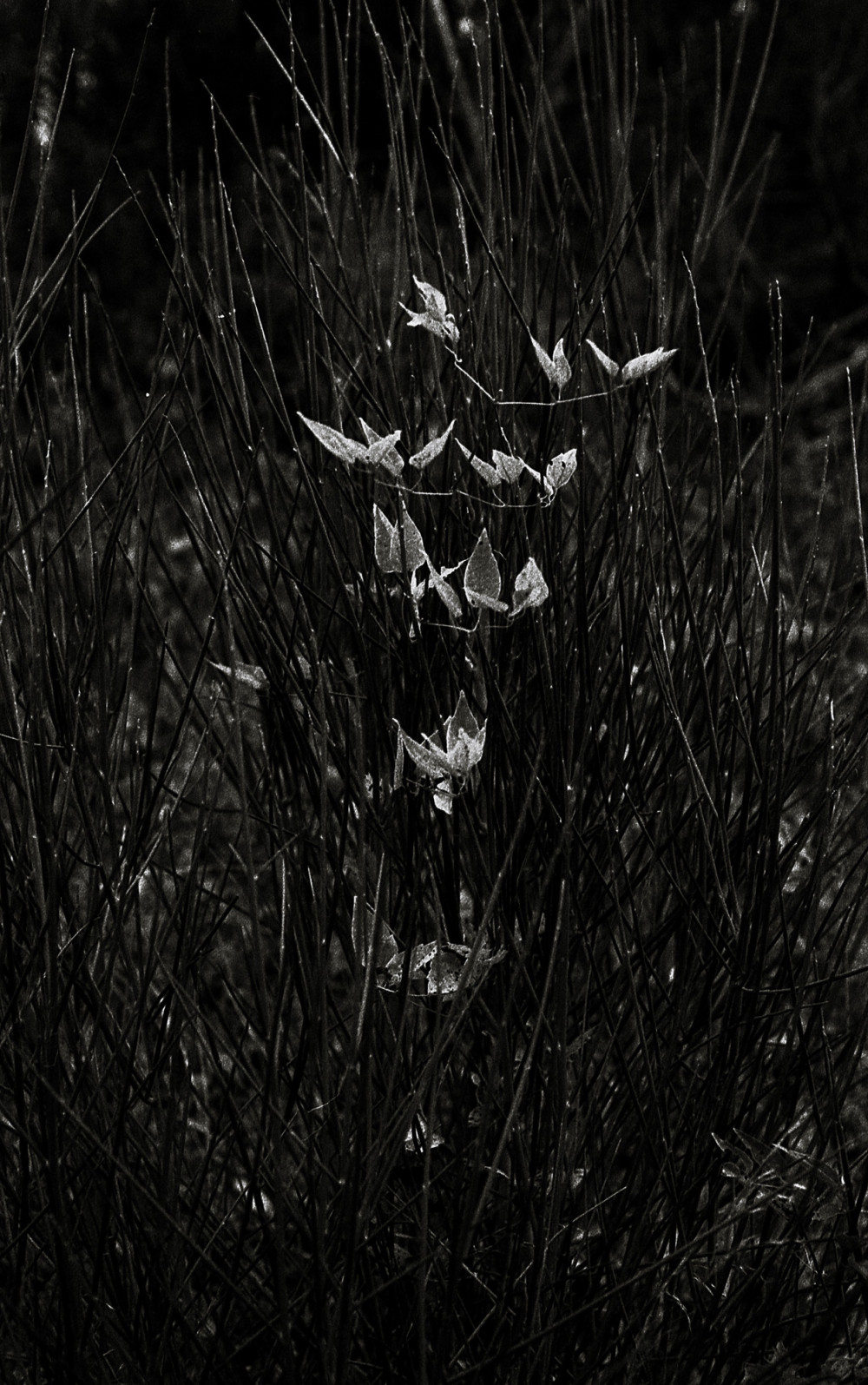 ©ElsaLaurent_Qualia_img360