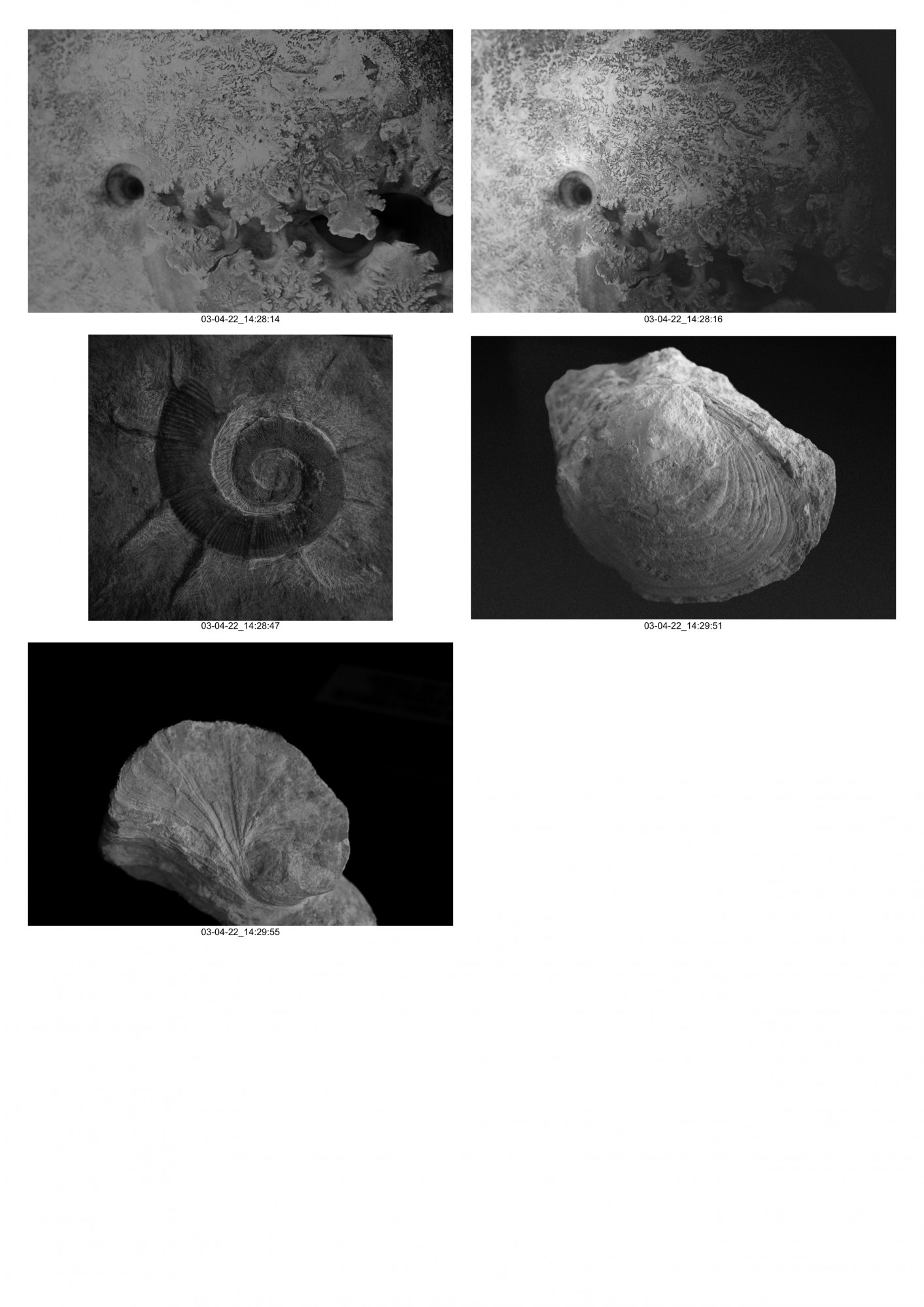 Planche_Paléobotanique-15