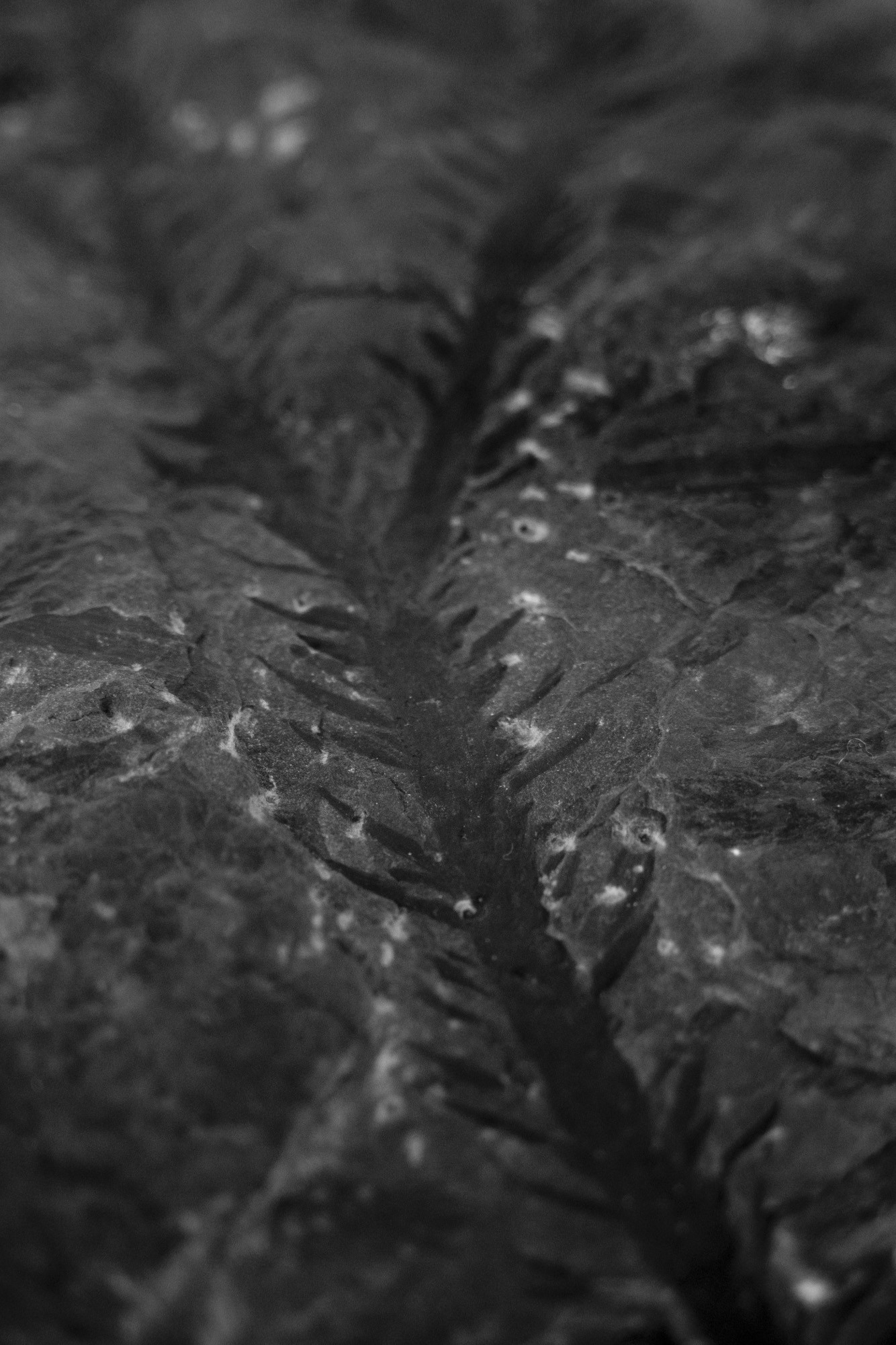 ©ElsaLaurent-2022_Paleobotanique_03042022_DSC2837
