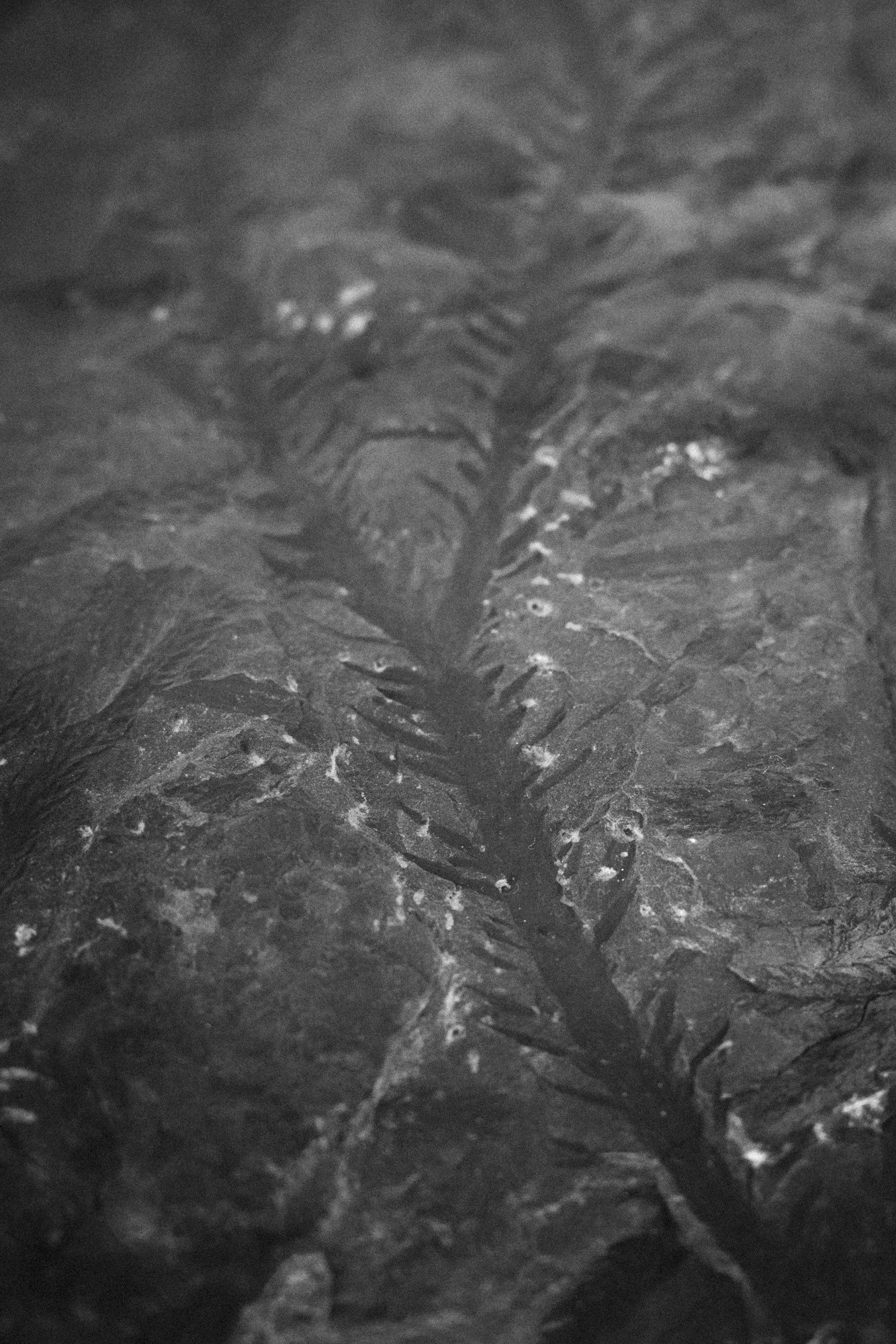 ©ElsaLaurent-2022_Paleobotanique_03042022_DSC2839