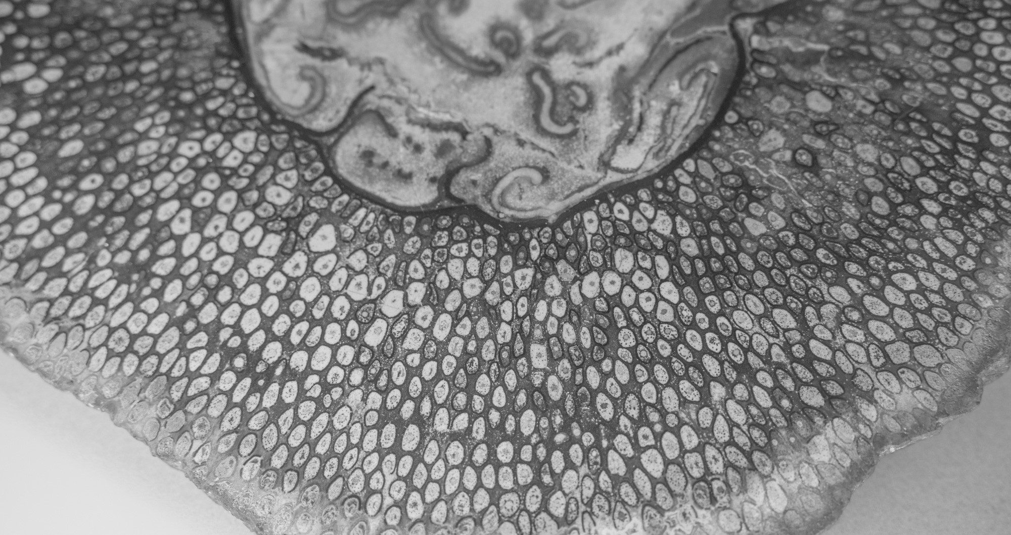 ©ElsaLaurent-2022_Paleobotanique_03042022_DSC2867