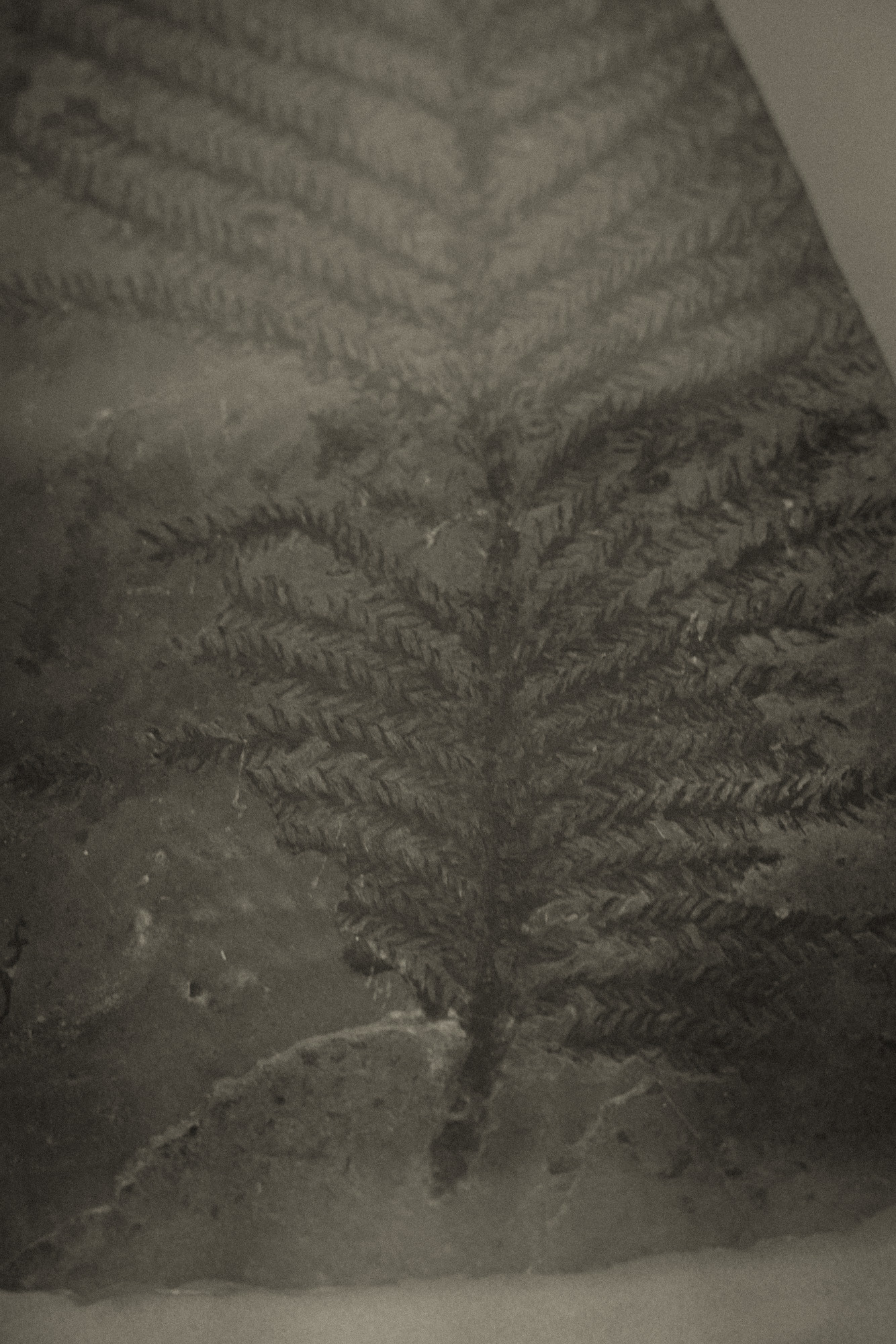 ©ElsaLaurent-2022_Paleobotanique_03042022_DSC2910
