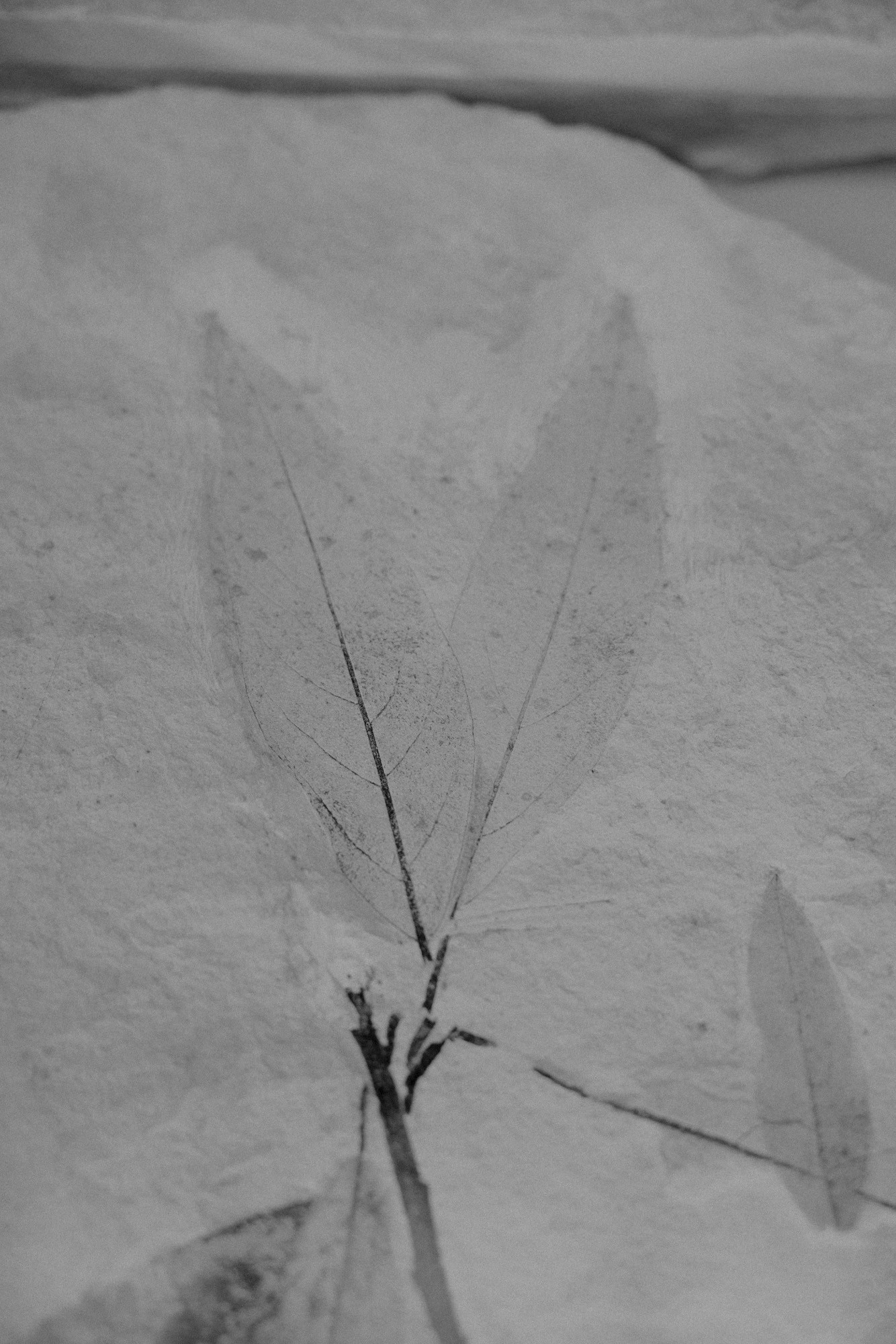 ©ElsaLaurent-2022_Paleobotanique_03042022_DSC2934