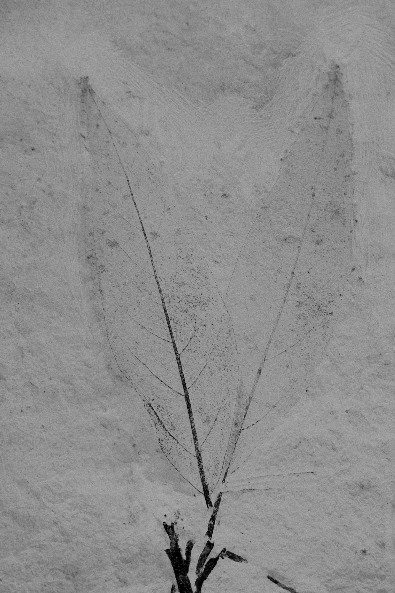 ©ElsaLaurent-2022_Paleobotanique_03042022_DSC2937