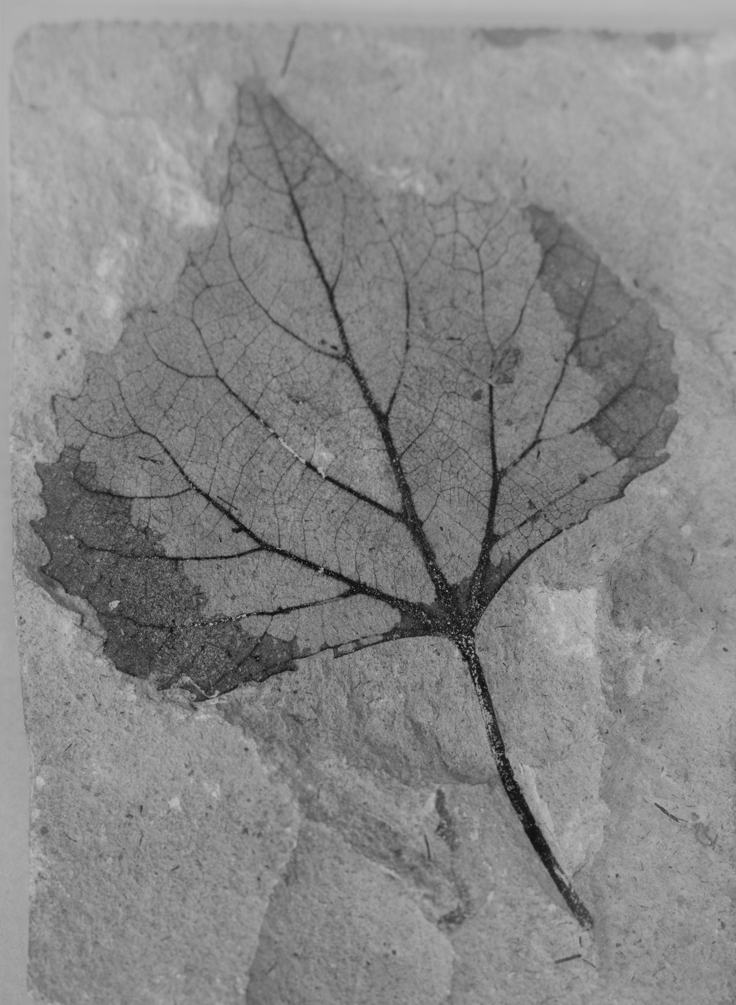 ©ElsaLaurent-2022_Paleobotanique_03042022_DSC2943