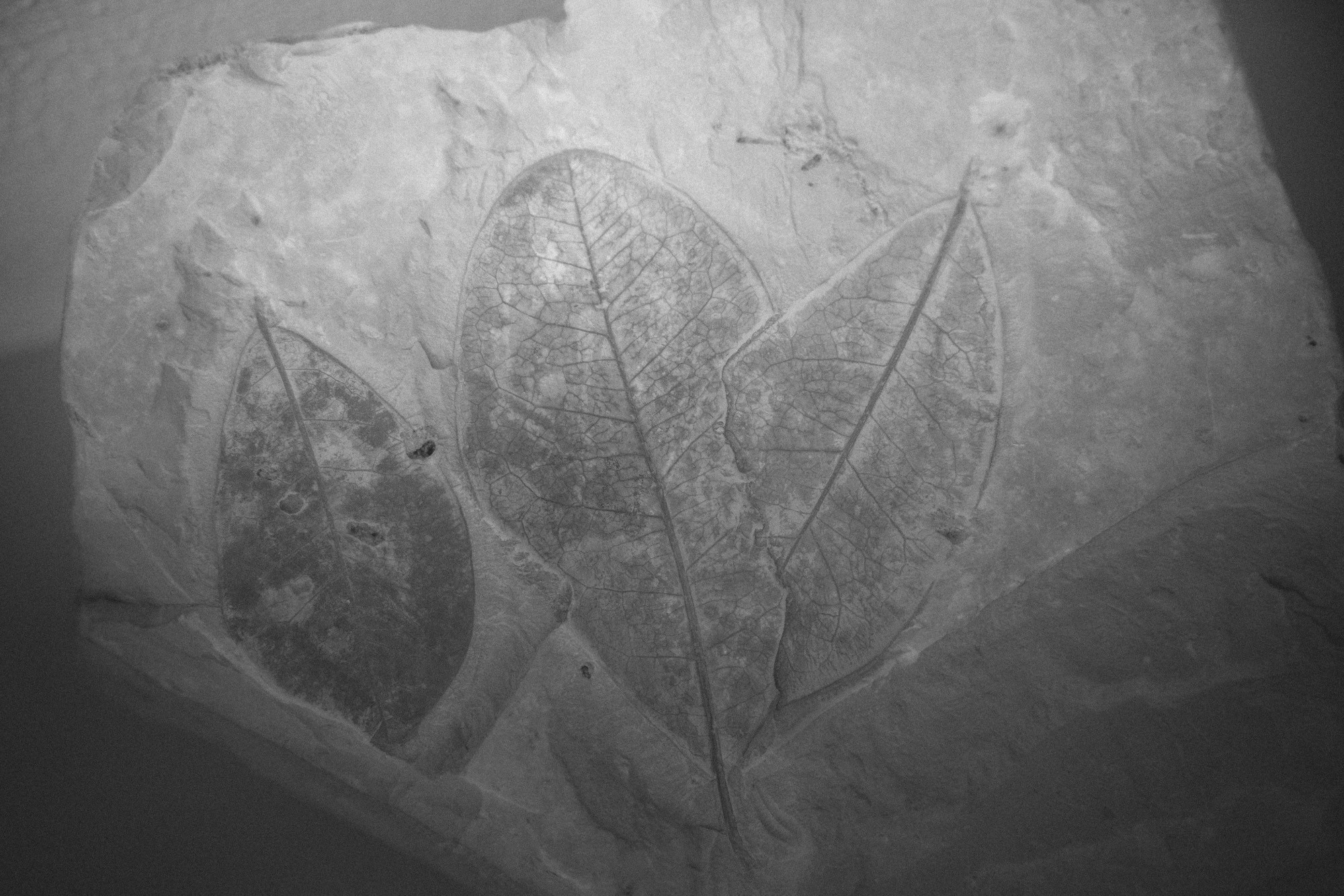 ©ElsaLaurent-2022_Paleobotanique_03042022_DSC2949