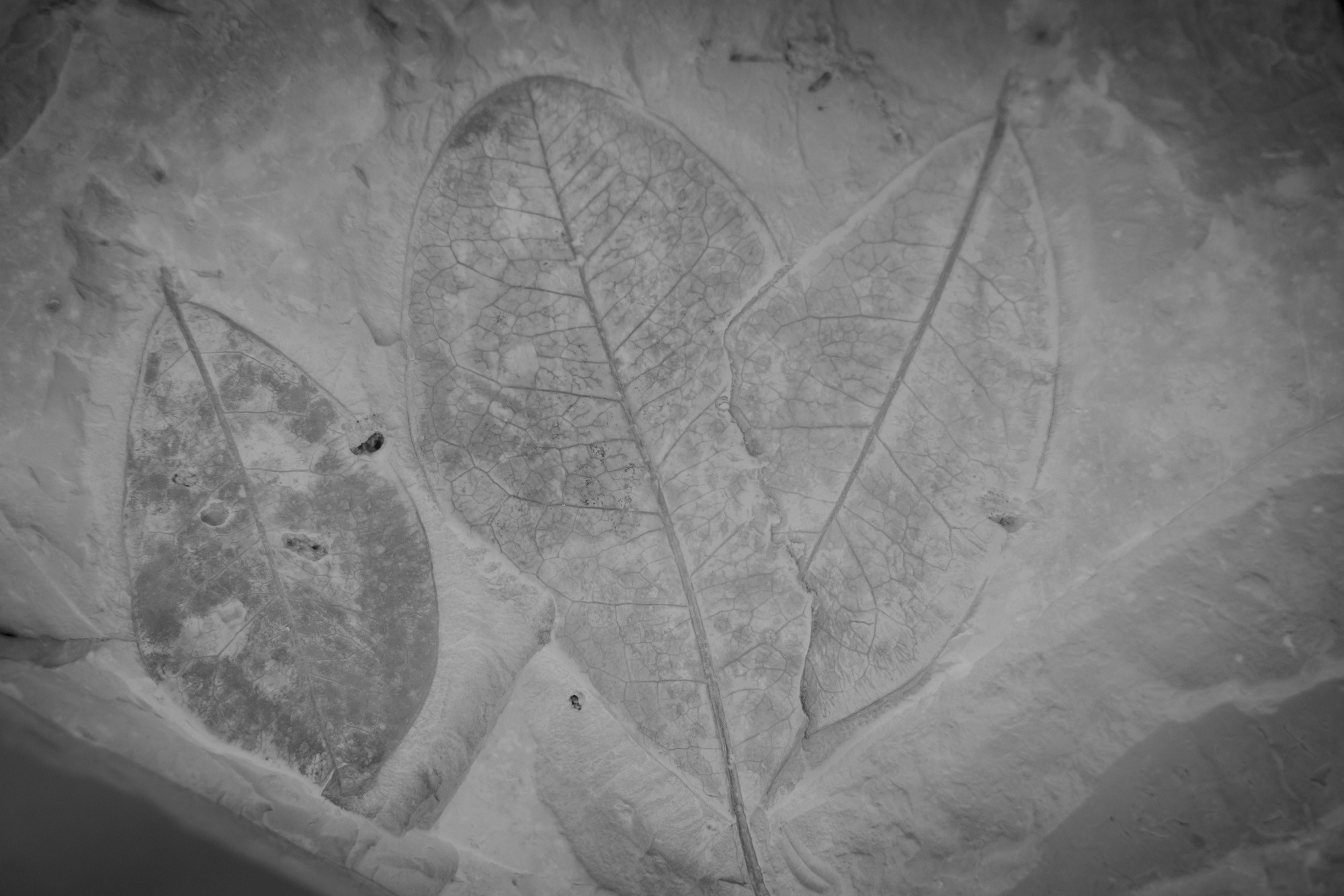 ©ElsaLaurent-2022_Paleobotanique_03042022_DSC2950
