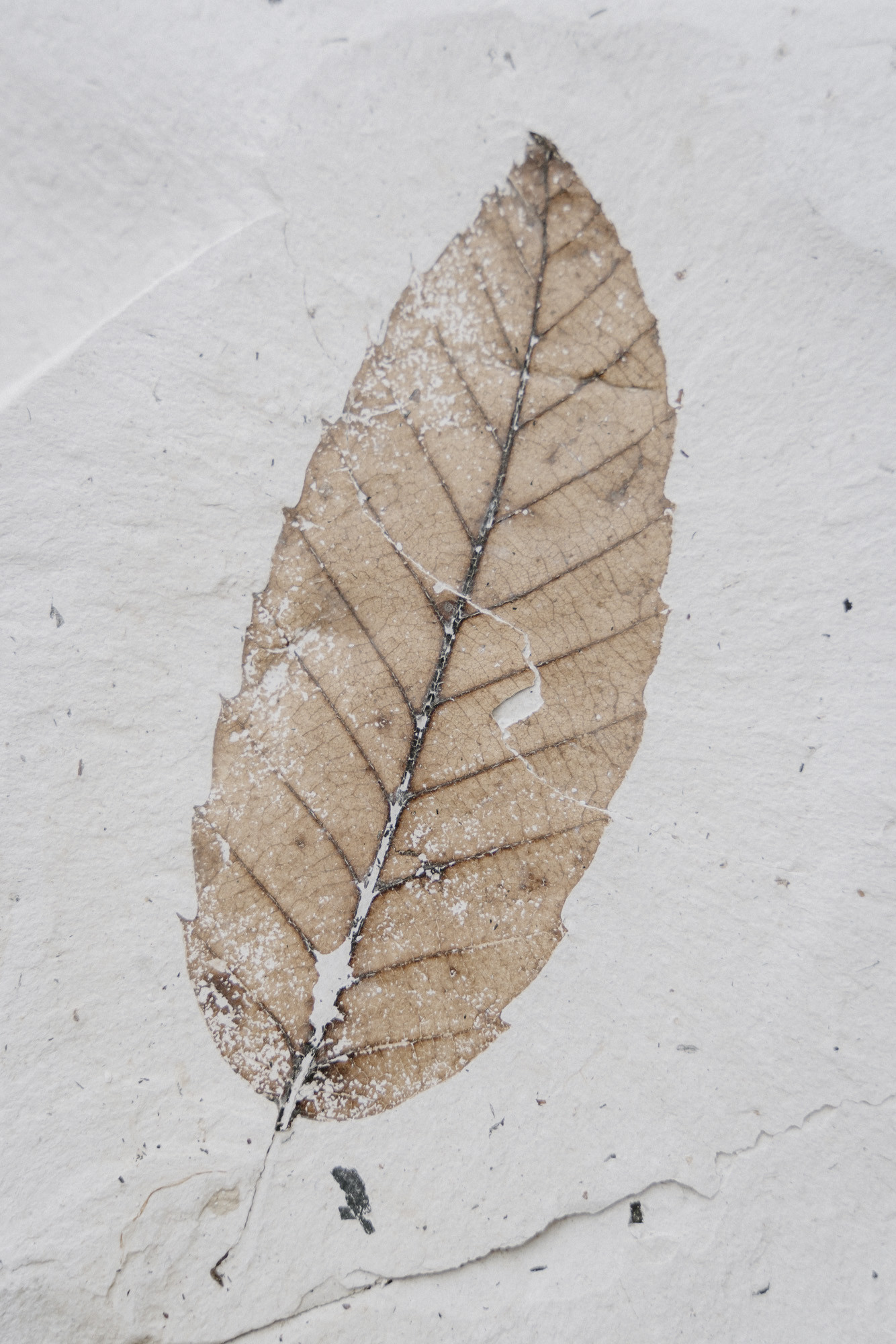 ©ElsaLaurent-2022_Paleobotanique_03042022_DSC2979