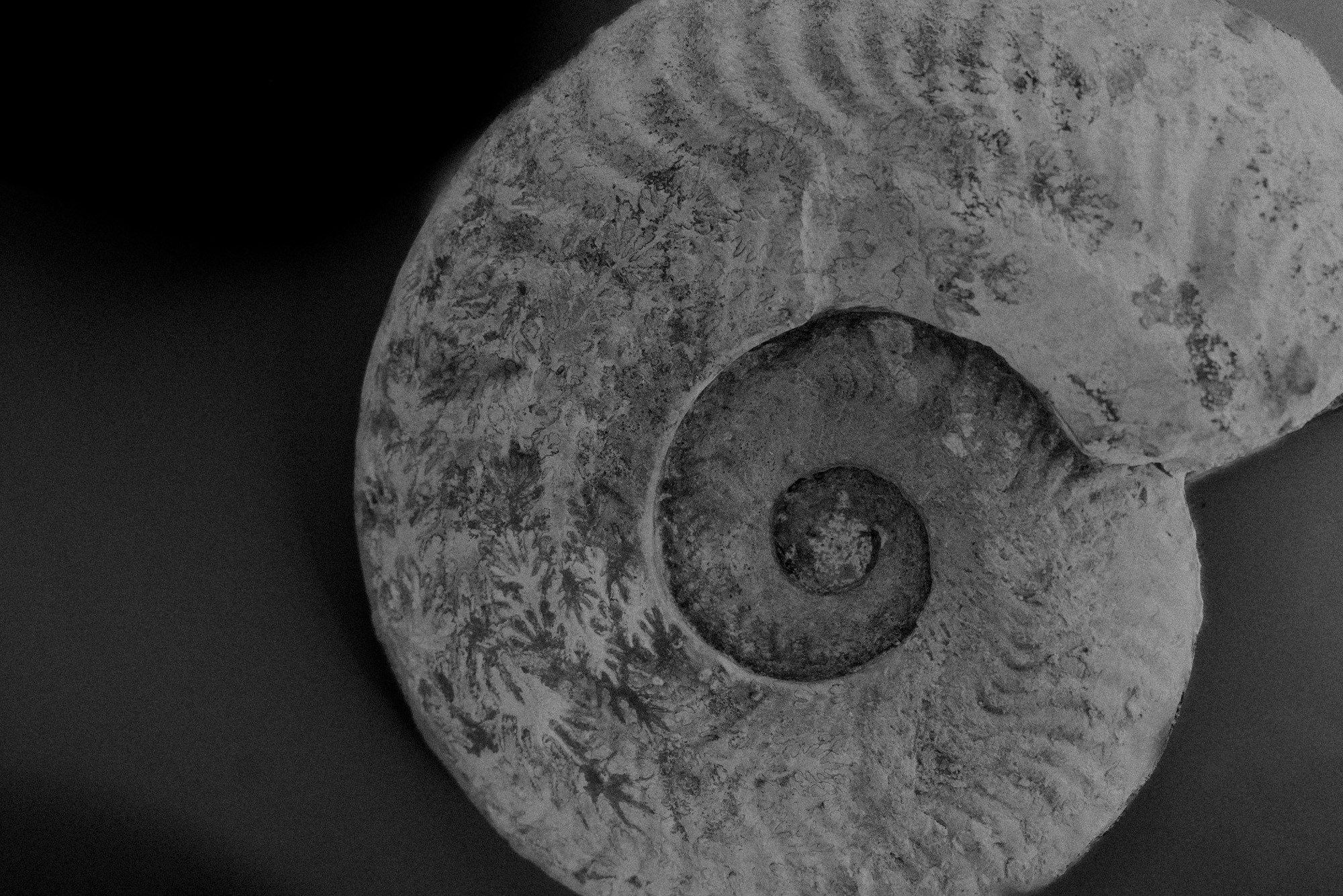 ©ElsaLaurent-2022_Paleobotanique_03042022_DSC2997
