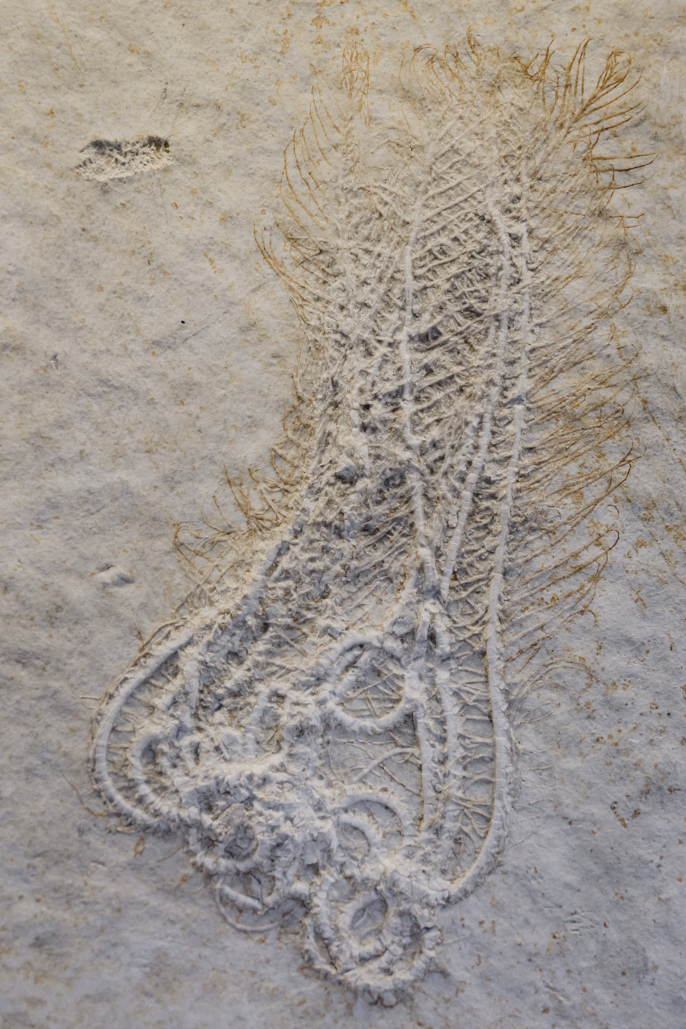 ©ElsaLaurent-2022_Paleobotanique_03042022_DSC3001