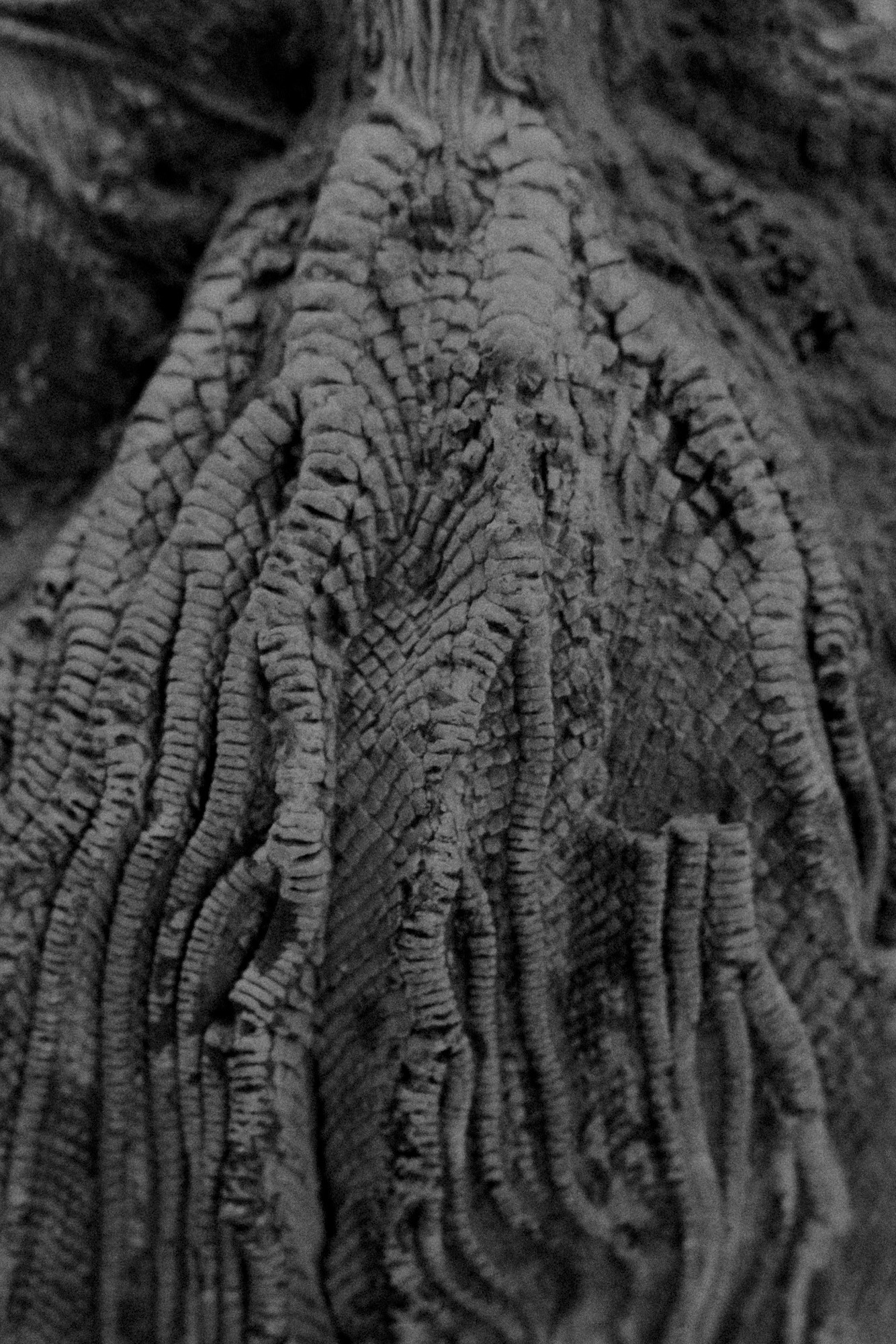 ©ElsaLaurent-2022_Paleobotanique_03042022_DSC3002