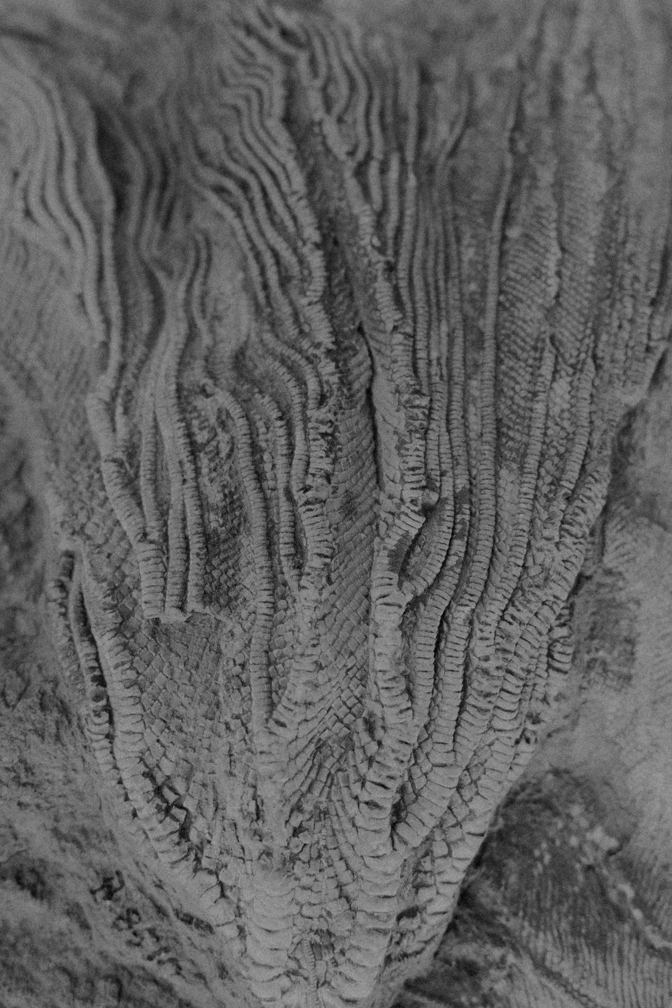 ©ElsaLaurent-2022_Paleobotanique_03042022_DSC3003