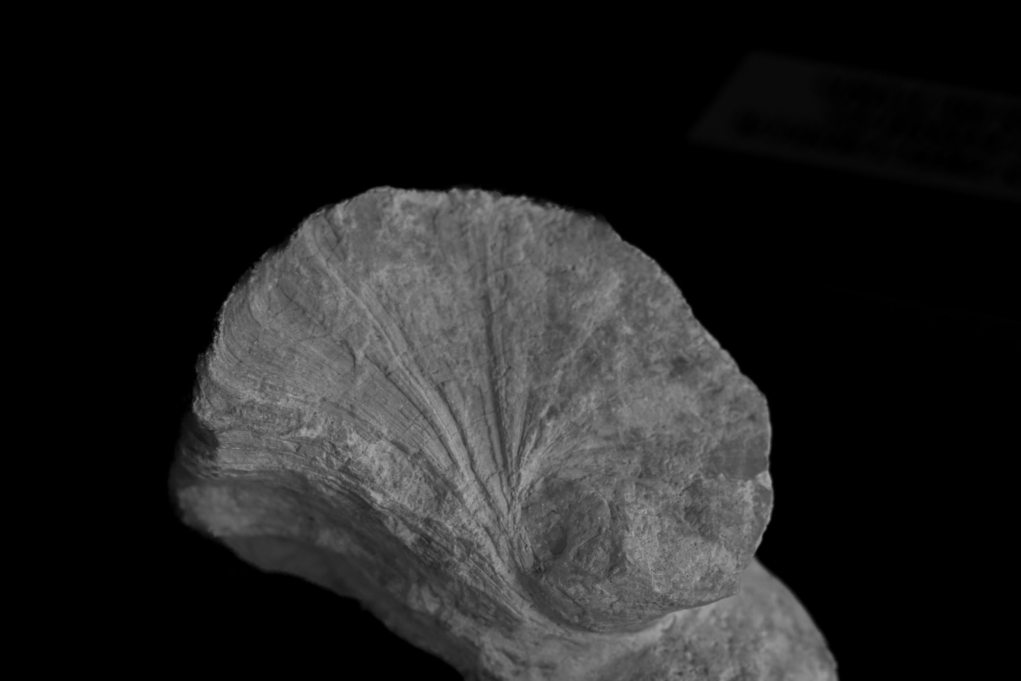 ©ElsaLaurent-2022_Paleobotanique_03042022_DSC3021