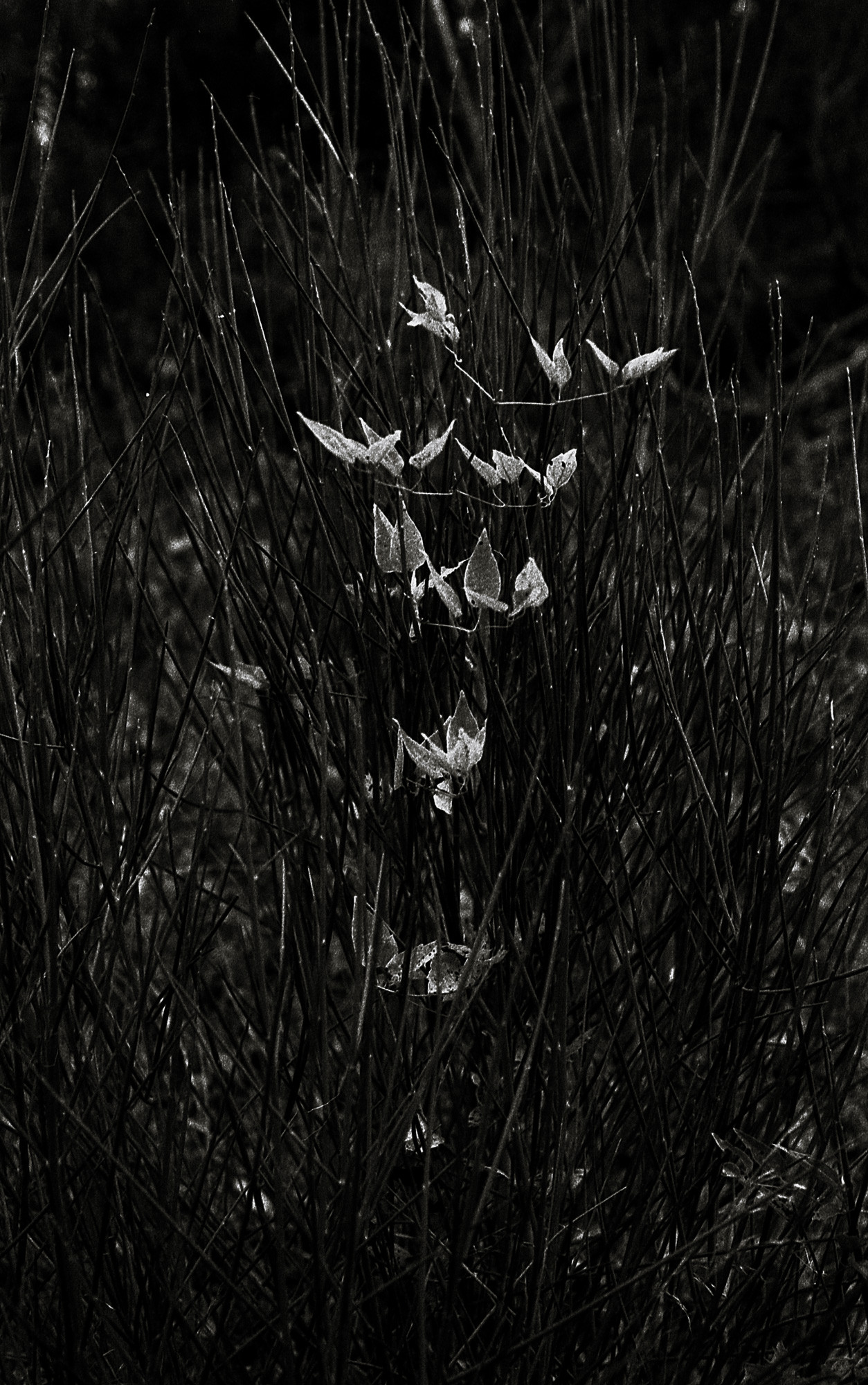 ©ElsaLaurent_Qualia_img360