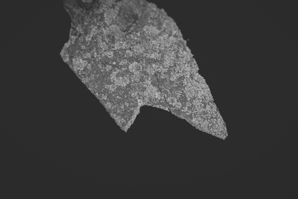 ©ElsaLaurent_150824_Plume_DSC0719