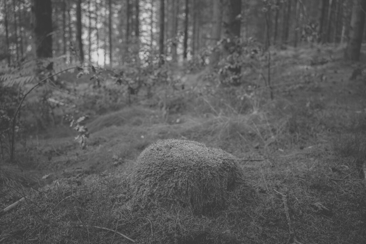 ©ElsaLaurent_170926-Souche_DSC2300